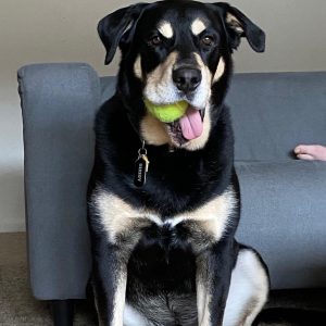 Sir Buddy Sir Buddy