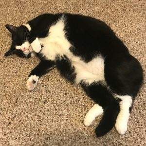 Prince Tuxedo Prince Tuxedo