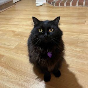 Queen Shadow Queen Shadow